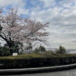 ベイブリッジと桜