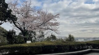 ベイブリッジと桜
