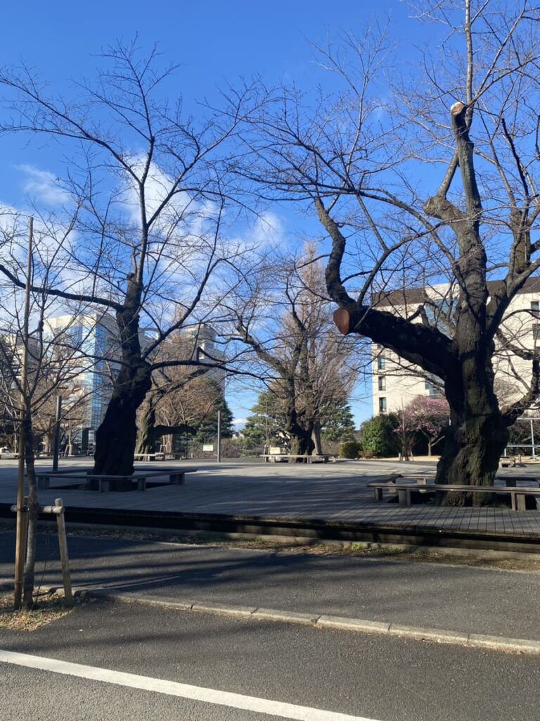 葉の落ちた桜の木