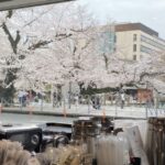 シアトルエスプレスカフェ店内から見える桜