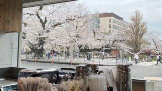 シアトルエスプレスカフェ店内から見える桜